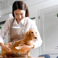 犬に携わる仕事の給料はどれくらい？犬好きが一度は憧れる職業の平均年収をご紹介