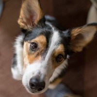 犬が飼い主のことを『気にしている』ときのサイン５つ　思いやりあふれる心理を知って絆を深めよう