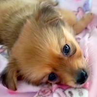 小型犬を飼って『大きくなっても3キロ未満かな』と思っていたら…2ヵ月後→『衝撃の成長をとげた光景』が12万再生「想像以上ｗｗ」と反響