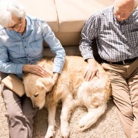 犬の『終活』まず何をしたらいいの？始めるべきタイミングや幸せな最期を迎えるためにすべきことまで