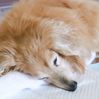 犬が『年老いた』ときにできなくなること5選　シニア期はいつから？今から覚悟しておくべきこととは