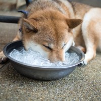 犬が冷たいものを食べすぎたときに起こる『危険な症状』4選　暑い日の適切な与え方まで