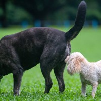 犬が飼い主の『おしりを嗅ぐ』心理4選　執拗にニオイを嗅いでくる理由や注意点まで