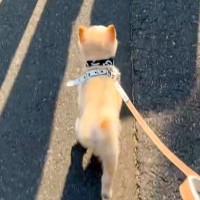 『置いていかないで…』パパが仕事で出張へ→お見送りする犬が…思わず感動する『健気な光景』が33万再生「必死で泣ける」「可愛すぎ」と反響