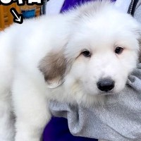 『こんなに小さかった赤ちゃん犬が…』1年後→同じ犬とは思えない『衝撃のビフォーアフター』が422万再生「蹴り倒すの草」「ワロタ」と絶賛