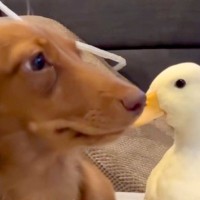 『テレビを観たい犬』VS『阻止したいアヒル』種族を超えたカップルのような光景が44万再生「私と彼氏の日常ｗ」「めんどくさそうで草」と爆笑