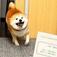 テンションMAXな犬に『病院の診察券』を見せた瞬間…まさかの『人間のような反応』が1100万再生「スンッｗ」「目そらすの草」現在の光景も