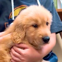 『犬を飼ったことがない家族』が大型犬をお迎え→怖がっていた男の子が…1年後の『本当の兄弟のような光景』に涙「素敵」「ドラマ化してほしい」