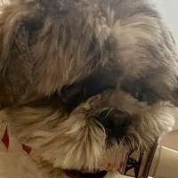 『何度言ったら分かるの…』散歩に行こうとする犬→まさかの『強いこだわりを見せる光景』に4万いいね集まる「忍犬で草」「ご主人護るために…」