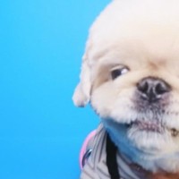 『犬のプリクラ証明写真』を撮影した結果…理想とは程遠い『現実を突きつけられる光景』が102万表示「全部かわいいｗ」「頑張ってて草」と絶賛