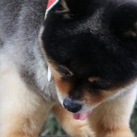 丸太に乗る小型犬を撮影した結果→想定以上に『既視感のある光景』が3万いいね「子グマじゃないの…？」「鮭忘れてきてますね」驚きと絶賛の声