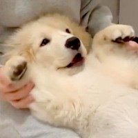 部屋でくつろいでいたら、ゴールデンレトリバーの子犬が甘えてきて…まるで人間の子のような行動が114万再生「お腹たまらん」「可愛すぎ…」