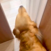 家に遊びに来たおじいちゃん→4歳の大型犬が、聞いたこともない声で…愛に溢れている『激しい熱烈大歓迎』に反響「嬉しさ爆発」「ラブラブ」