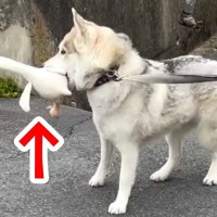 外まで『お気に入りのぬいぐるみ』を持ってきた大型犬→一緒に散歩するのかと思ったら…まさかの展開が117万再生「爆笑ｗｗ」「可愛すぎｗ」