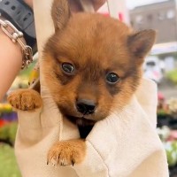 たった800グラムの子犬→『豆柴サイズかな』と思っていたら…まさかの成長を遂げた『現在の光景』に驚き「甲斐犬が勝ったｗ」「可愛すぎ」と反響
