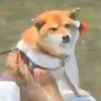 犬と川遊びに行った結果→『華麗に泳ぐ』かと思っていたら…予想外な『まさかの楽しみ方』に2万6000いいね「柴の川流れｗｗ」「CMみたい」