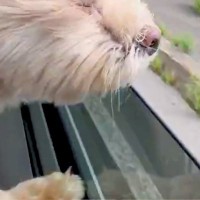 ドライブ中、どうしても外の空気を吸いたい犬→思った以上に『必死な光景』が68万表示「たぶん見えてなくて草」「景色を匂いで感じてるんだよ」