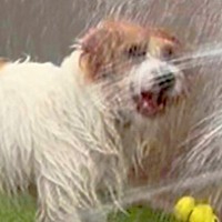 水遊び中に『シャワーヘッド』をかじった犬→破壊してしまい…衝撃のハプニングに1万いいね「もはや現代アートで草」「大噴水ｗｗ」と爆笑続々