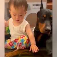 疲れていても赤ちゃんを見守る大型犬→ふと同居犬を見てみると…あまりにも差がある『まさかの光景』が27万再生「最高すぎｗｗ」「白目で草」