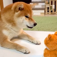 お喋り好きな犬に『声マネするおもちゃを与えた』結果…まるで人の子どものような『まさかの光景』が396万再生　会話する様子が可愛いと大反響
