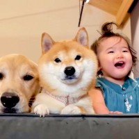 1歳の女の子が『謎の遊びを始めた』結果→そばにいた2匹の犬が…あまりにも優しい行動が36万再生「本当の兄妹みたい」「みんな可愛い」の声