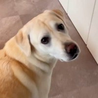 なぜか暇になるとトイレに行く大型犬→おしっこを見せつける『まさかの理由』が可愛すぎると111万再生「ウキウキｗ」「愛らしい」と絶賛の声