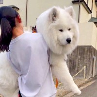 早朝に『散歩拒否』をする大型犬→自分の大きさを『全く理解していない光景』に1万8000いいね集まる「笑顔がｗｗ」「楽しそうで草」と反響