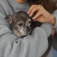 小型犬と大型犬は『シニア』になる年齢が違う？高齢になると変化する6つのポイントからケアの方法まで