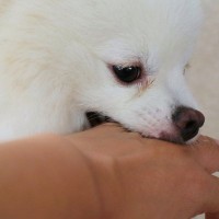犬がやりがちな『困った行動』4選　正しい対処法はある？克服するための改善策までご紹介