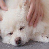 犬を自由に触れる『ボディーコントロール』の重要性とは？必要な理由から習得に役立つ3つの手順まで