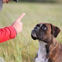 犬のしつけで絶対にしてはいけないNG行為4つ　愛犬を苦しめないために飼い主が意識すべきこと