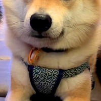 バーで酔い潰れてしまった男性→起きると目の前に…衝撃的な『寝起きの光景』が66万再生「ずっと見てたのかなｗ」「控えめに言っても最高」