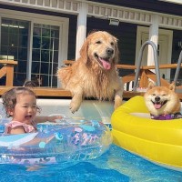 初めてのプールで大興奮する1歳の女の子と大型犬→ほっこりが止まらない『豪快に楽しむ光景』が39万再生「なんて尊いの」「ニヤニヤしちゃう」