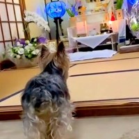 亡くなったおばあちゃんの仏壇の前で、犬が突然…思わず涙する『まさかの行動』が35万再生「絶対わかってる」「泣いてるようにも見える…」