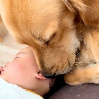 寝ている赤ちゃんのそばにやってきた大型犬→ウトウトしてると思ったら…泣けるほど尊い『まさかの展開』が42万再生「見守りゴルソック」と反響