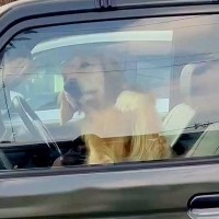 車の横で少し立ち話をしていたら、助手席にいた大型犬が…もはや窓拭き？寂しがり屋さんすぎる行動が55万再生「綺麗になってて草」「ペロンｗ」