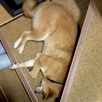 冷暖房もない『ビルの一室に閉じ込められていた犬』を保護…６年後→涙が止まらない『別犬のような変化』に感動「表情が…」「幸せいっぱいの笑顔」