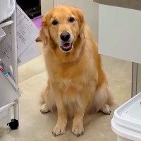 獣医師が『ストーカー被害』に…？病院で毎日のように繰り広げられる『大型犬のルーティーン』が話題「病院好きすぎｗ」「愛されてる」と絶賛