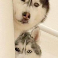 スーパーに行こうとしたら、階段の上から『2頭のハスキー犬』が…まさかの『情で訴えかける光景』に3万いいね「可愛すぎｗ」「行きづらｗ」