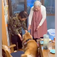 大型犬が『双子のおばあちゃん』を発見した瞬間…幸せが大渋滞している『お互いのやり取り』が31万再生「もう全員可愛い」「ピーピー嬉しそう」