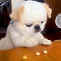 テーブルにあるボーロを食べたい犬→おててと口を駆使して…とんでもなく不器用な『まさかの行動』が94万再生「ポンコツすぎて草」「頑張れｗ」