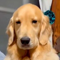 ドッグランから帰ってきた大型犬→イスで一休みしていたら…疲れ切って見せた『尊い光景』が59万再生「寝ていいよｗ」「グニャングニャンで草」