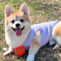 犬と一緒に庭で遊んでいたら『ヘビ』を発見→必死に逃げた結果…天才的な『まさかの行動』が622万再生「いもｗｗ」「無事でよかった」と反響