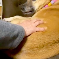 お母さんに撫でられて嬉しそうな元野犬→お父さんも撫でようとしたら…あからさま過ぎる『態度の違い』が12万再生「顔ｗｗ」「声出して笑った」