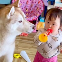 『ラッパのおもちゃ』で遊ぶ赤ちゃん→隣にいた大型犬が…まさかの『とんでもなく尊い音楽隊』が8万再生「カオスでたまらんｗ」「可愛い音楽会」