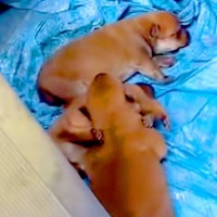 『お腹の大きい野犬』を発見→ブルーシートの上で3匹の赤ちゃんを産んで…保護後の展開と『2年後の現在』に反響「行動力すごい」と9万再生