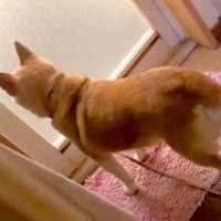『飼い主がお風呂から出てこない』と勘違いしている犬→後ろでこっそり待ちぶせした結果…100点満点な反応が17万再生「もはや怯えてて草」