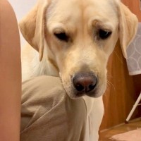 生まれたばかりの赤ちゃんを沐浴中、大型犬が覗いてきて…尊すぎる『本当の母親のような光景』が49万再生「母性強い」「平和で幸せ」と絶賛の声