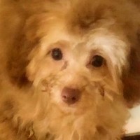 セールで格安だった『売れ残りの茶色い子犬』を飼ったら…もはや別の犬？まさかの『激変した光景』が泣けると反響「感動で涙」「癒やされた」