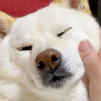 お兄ちゃんが結婚、実家を出てから3年が経過→寂しがる犬の『切なくて愛おしい行動』が145万再生「1分1秒を大切に」「最高のお出迎え」